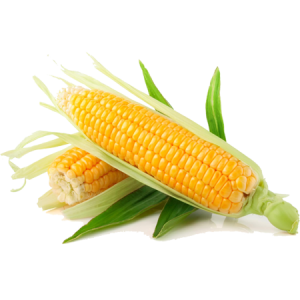 Organic Sweet Corn